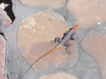 Highlight for Album: Noeni and Johns Trip To Namibia